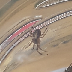 Zygiella x-notata