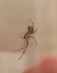 Zygiella x-notata