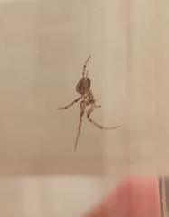 Zygiella x-notata