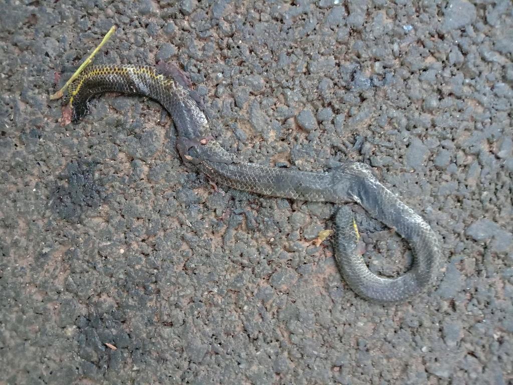 Elliot's Earth Snake from Kodagu, Karnataka, India on July 25, 2020 at ...