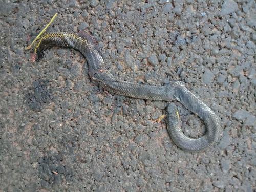 Elliot's Earth Snake