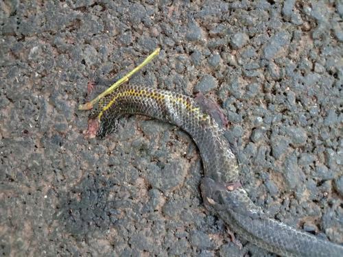 Elliot's Earth Snake