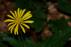 Doronicum austriacum