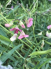 Lathyrus sylvestris