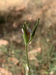 Cordylanthus pilosus pilosus