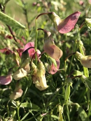 Lathyrus sylvestris