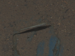 Dermogenys pusilla
