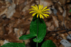 Doronicum austriacum