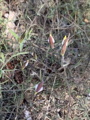 Cordylanthus pilosus pilosus