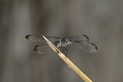 Cannaphila insularis