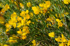 Genista radiata