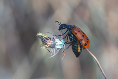 Hycleus duodecimpunctatus