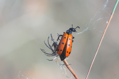 Hycleus duodecimpunctatus