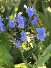 Echium vulgare