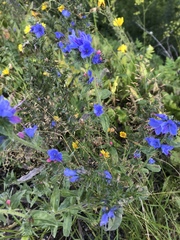 Echium vulgare