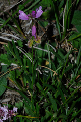 Polygala nicaeensis