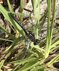 Leucorrhinia intacta