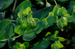Cerinthe minor auriculata