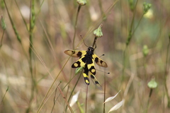 Libelloides macaronius