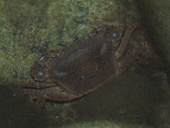 Parathelphusa convexa