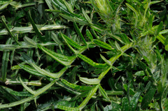 Cirsium morisianum
