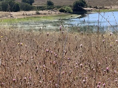 Lessingia micradenia