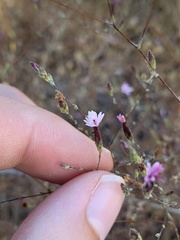 Lessingia micradenia