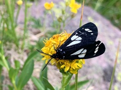 Gnophaela discreta