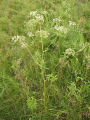 Ostericum palustre
