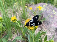 Gnophaela discreta