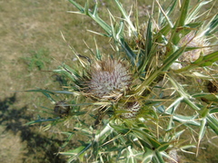 Cirsium eriophorum