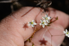 Pharnaceum elongatum