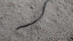 Epictia borapeliotes