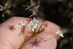 Pharnaceum elongatum