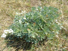 Bornmuellera tymphaea