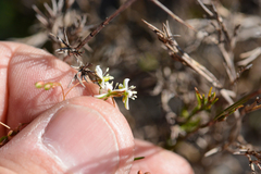 Pharnaceum elongatum
