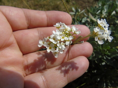 Bornmuellera tymphaea