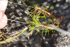 Pharnaceum elongatum