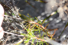 Pharnaceum elongatum