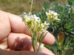 Bornmuellera tymphaea
