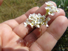 Bornmuellera tymphaea