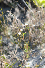 Pharnaceum elongatum