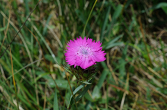 Dianthus seguieri