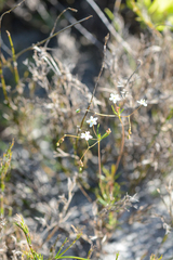 Pharnaceum elongatum
