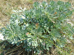 Bornmuellera tymphaea