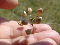 Bornmuellera tymphaea