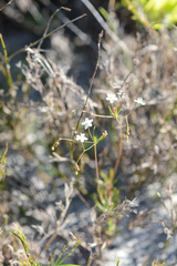 Pharnaceum elongatum