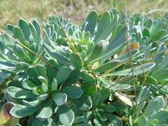 Bornmuellera tymphaea