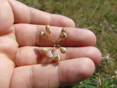 Bornmuellera tymphaea