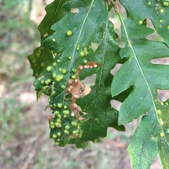 Janetia cerris